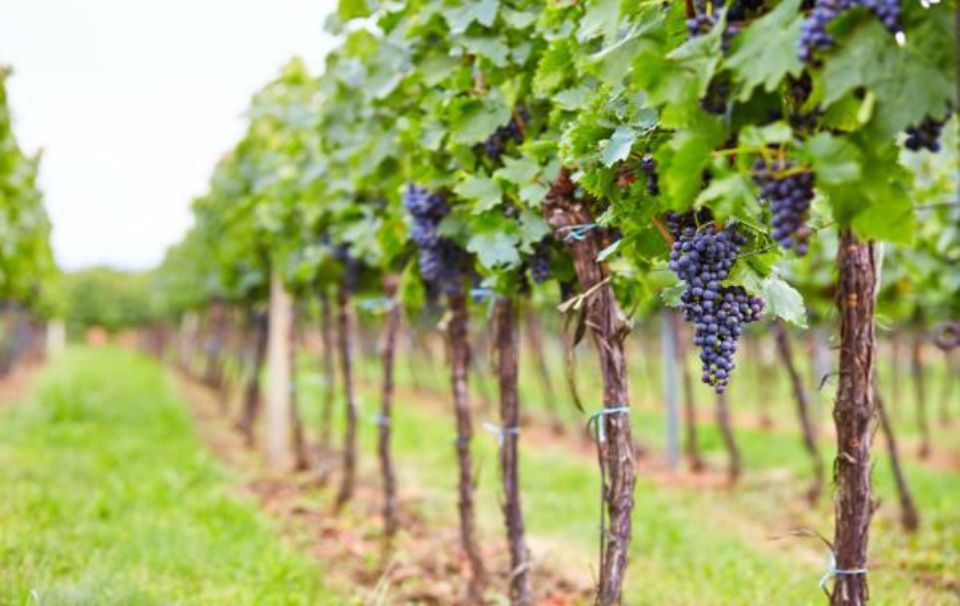 Food and Wine Tour Between Lake and Vineyard - Tour Itinerary Highlights