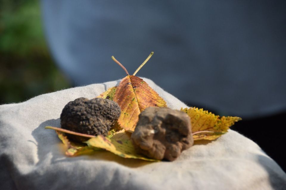 From Turin: Half-Day Truffle Hunting and Lunch in Piedmont - Experience Highlights