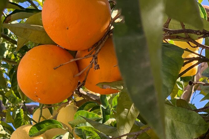 Guided Tour of a Historic Lemon Grove in Sorrento - Reviews