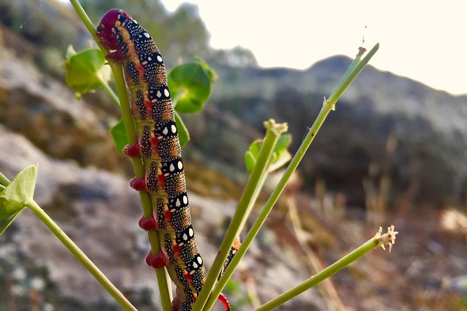 Naturalistic Excursion to Ustica - Cancellation Policy