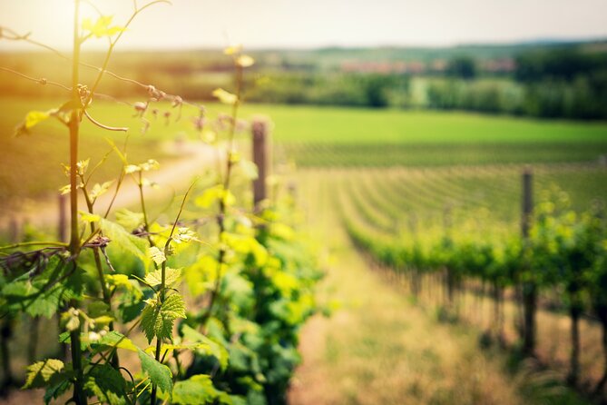 Wine Tasting on the Slopes of Vesuvius From Naples With Lunch - Meeting Details