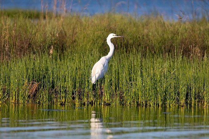 Birdwatching by Boat in a Small Group in the Pialassa Baiona - Directions