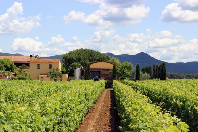 Bolgheri: Sensorial Wine Tasting With Winery Tour - Logistics and Meeting Point