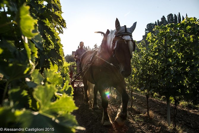 EXCLUSIVE - Wine Tasting Near Florence With Castle and Ancient Cellars Tour - Additional Information