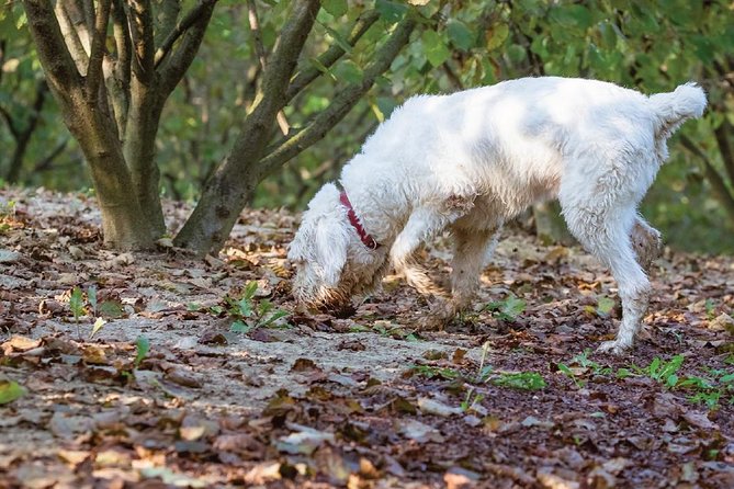 Experience Tuscan Truffle Hunting With Wine and Lunch - Important Additional Information