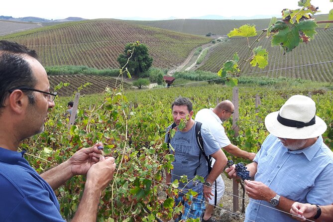 Full-Day Wine Tour in Western Sicily - Language Options and Cancellation Policy