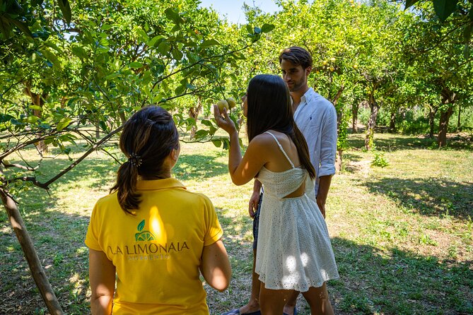 Guided Tour of a Historic Lemon Grove in Sorrento - Directions