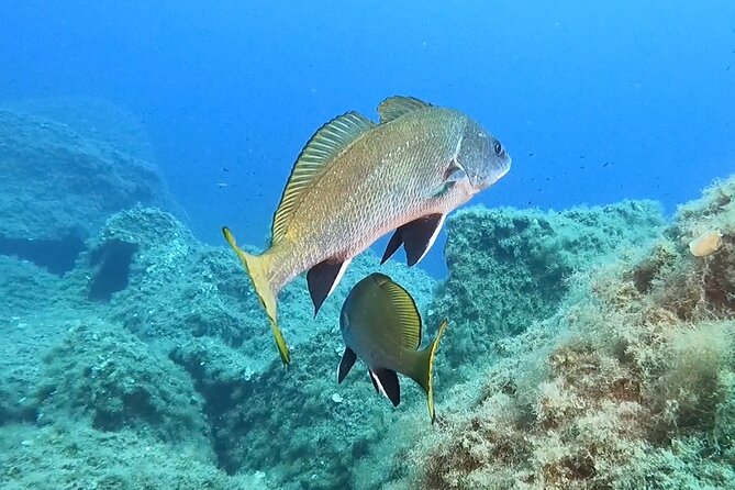 Snorkeling in the Marine Protected Area of Capo Carbonara - Traveler Reviews