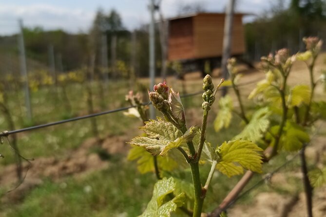 Tasting in the Cellar - Accessibility and Additional Information