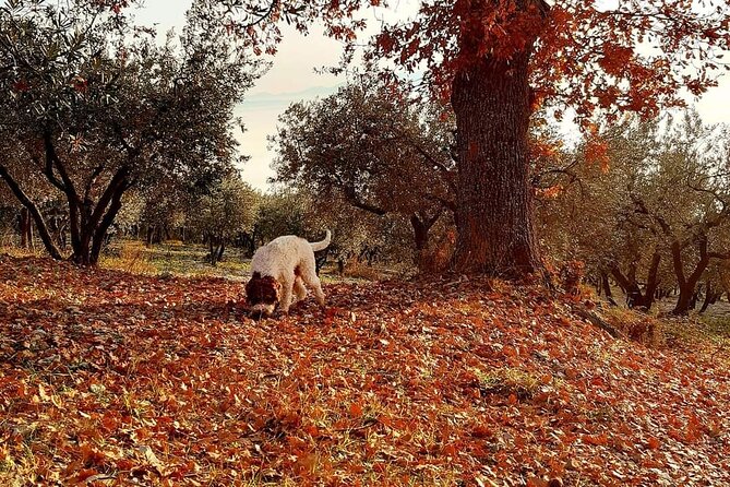 Truffle Hunting Experience in Assisi - Highlights of the Experience