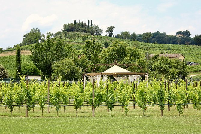 Unforgettable Lunch in the Vine Rows in Tuscany - Directions