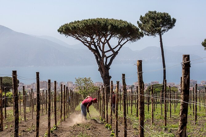 Wine Tasting on the Slopes of Vesuvius From Naples With Lunch - Booking Information