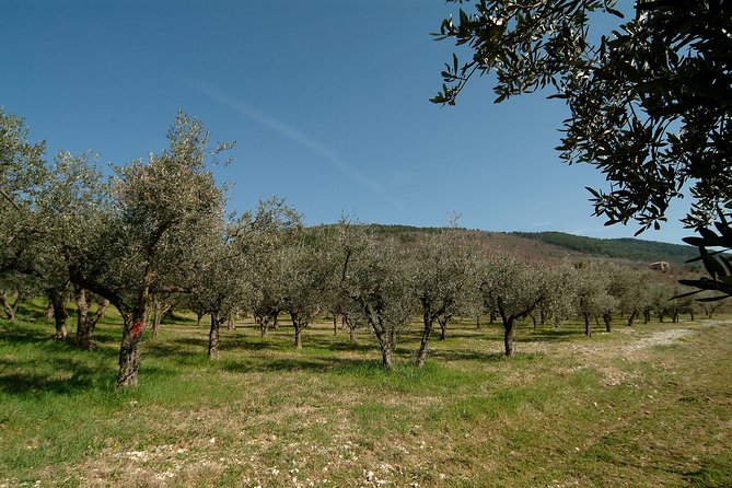 Apprentice Olive Oil Taster for a Day! - Confirmation and Accessibility