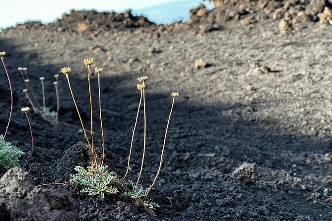 Etna Morning or Sunset - Trek & Lava Tunnel With Gear - Reviews and Ratings