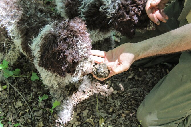 Experience Tuscan Truffle Hunting With Wine and Lunch - Rave Reviews From Participants