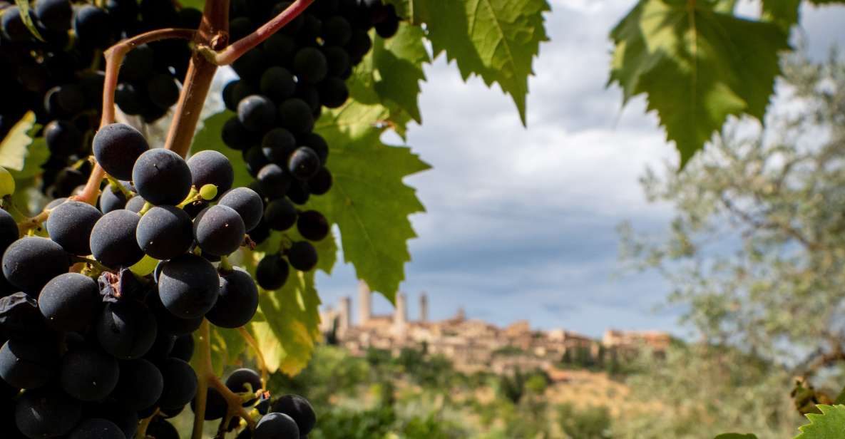 Florence or Bologna: 3 Cellar Tours in Chianti With Lunch - Lunch Experience and Itinerary