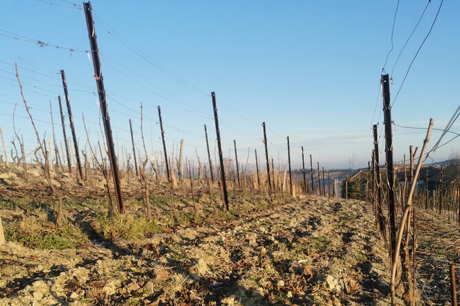 Full Day Barolo&Barbaresco Wine Tour From Milano With a Local Winemaker - Cancellation Policy