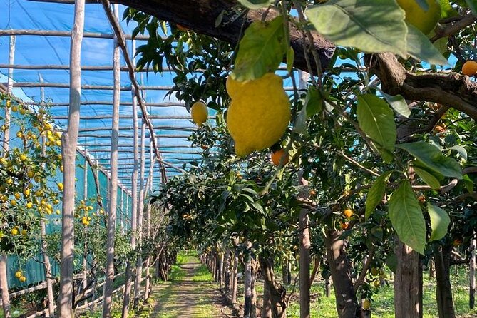 Guided Tour of a Historic Lemon Grove in Sorrento - Booking Information