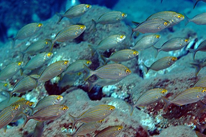 Relaxing Snorkeling Tour at the Isola Bella Marine Park Taormina - Confirmation Details