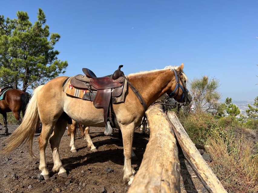 Vesuvius Horseback Riding With Tasting - Private Tour - Age Restrictions and Booking Information