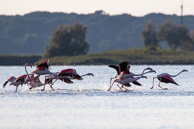 Birdwatching by Boat in a Small Group in the Pialassa Baiona - Start Time