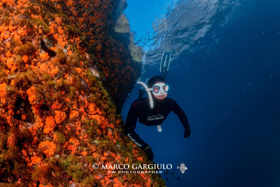 Freediving in the Wild of the Amalfi Coast/Capri/Sorrento: - Price
