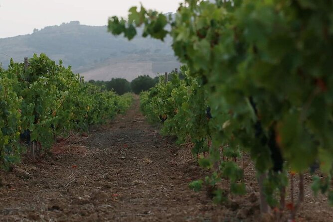 Wine Tour in the Historic Baglio Florio Adamo With Lunch - Price and Booking