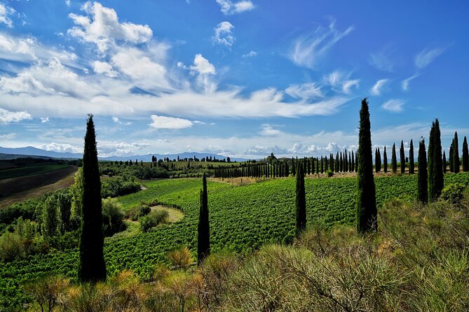 Winery Tour & Wine Tasting in Montalcino - Recent Visitor Feedback