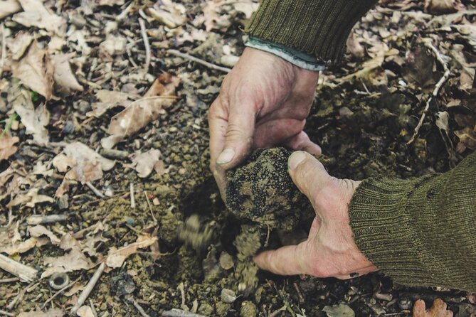 Experience Tuscan Truffle Hunting With Wine and Lunch - Book Your Tuscan Truffle Adventure