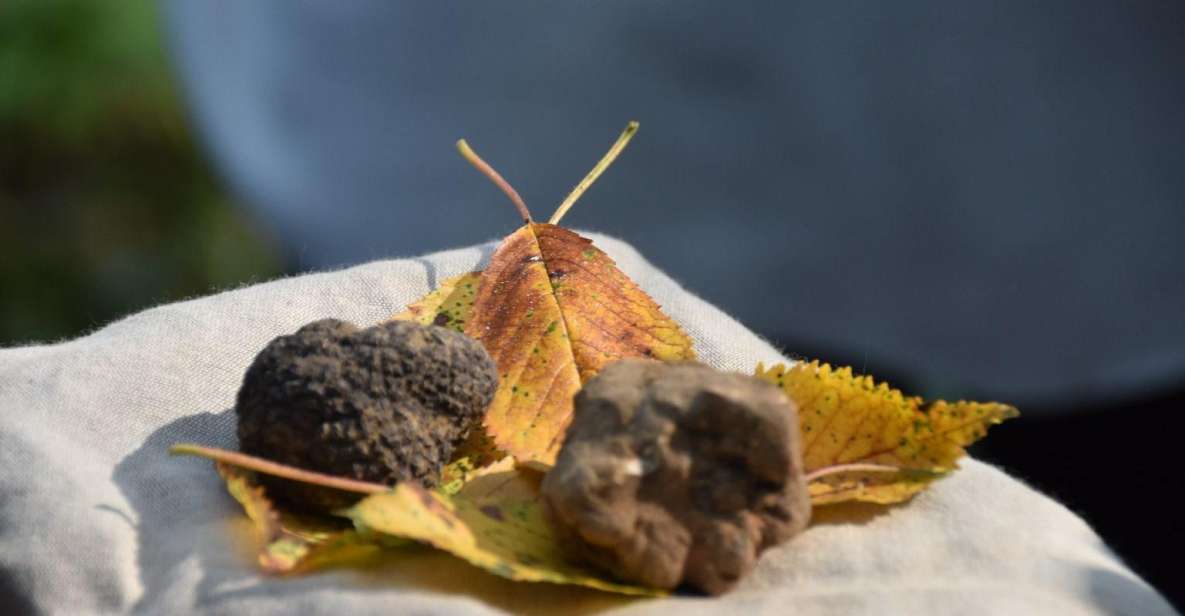 From Turin: Half-Day Truffle Hunting and Lunch in Piedmont - Activities and Pickup Details