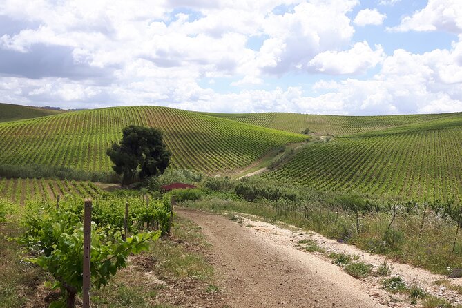 Full-Day Wine Tour in Western Sicily - Directions and Lowest Price Guarantee