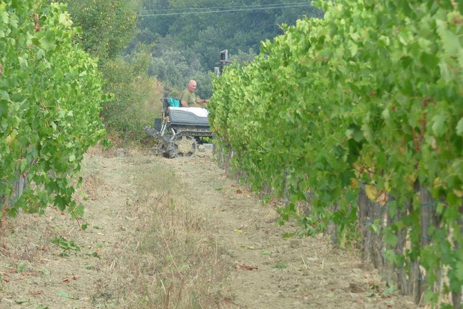 Gourmet Wine Tour San Gimignano Wine Tasting - San Quirico Winery - Reviews and Ratings