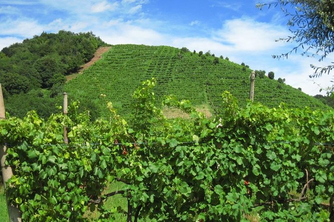 The Original Private Prosecco Tour All Inclusive From Conegliano - Reviews