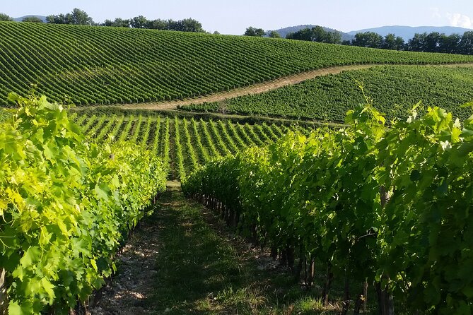 Vineyard Walk & Wine Tasting in Tuscany - Cancellation Policy