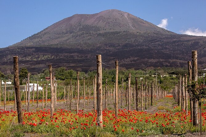 Wine Tasting on the Slopes of Vesuvius From Naples With Lunch - Cancellation Policy