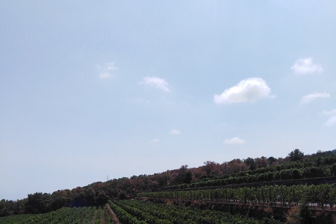 Private Tour of Mount Etna With Etna Doc Wine Tasting - Traveler Expectations