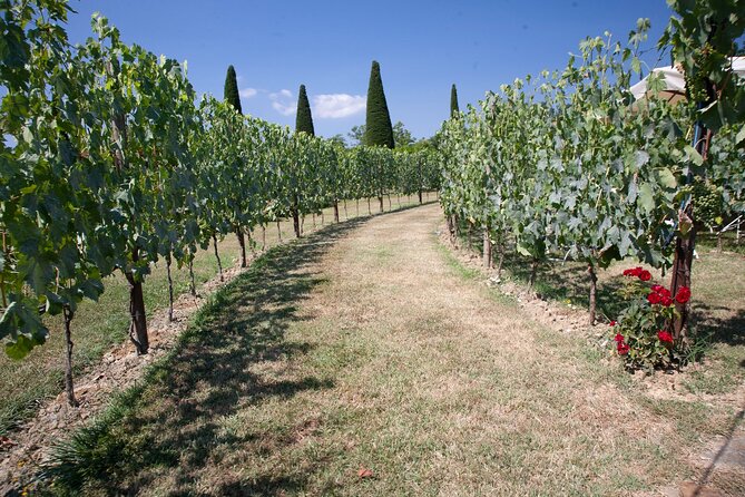 Vineyard Walk & Wine Tasting in Tuscany - Travelers Reviews