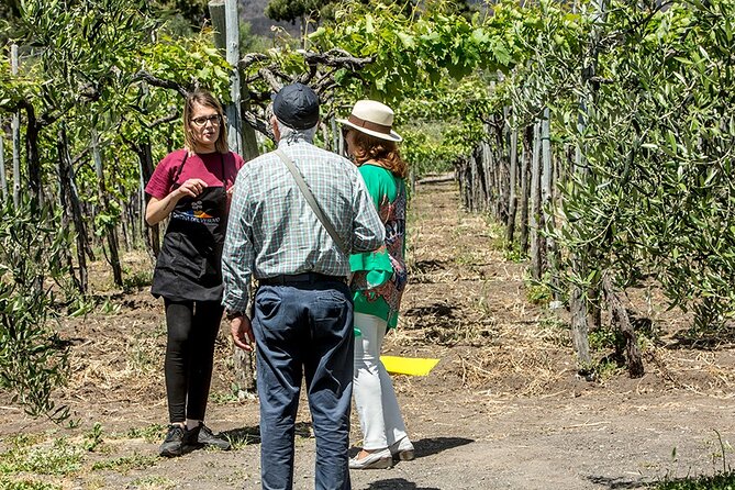 Wine Tasting on the Slopes of Vesuvius From Naples With Lunch - Customer Reviews