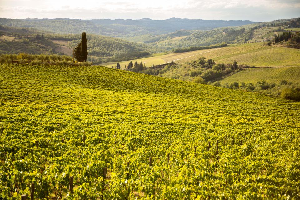 Chianti Classico and Super Tuscan Wine Tour - Just The Basics