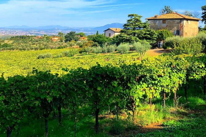 Classic Half-Day Wine Tour in Frascati - Just The Basics