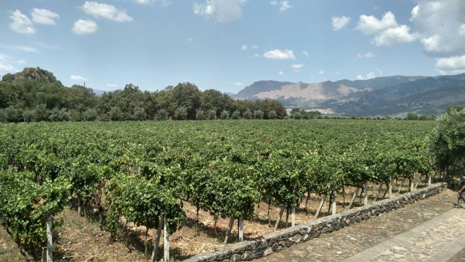 Etna: Wine Tasting and Food Tour - Just The Basics