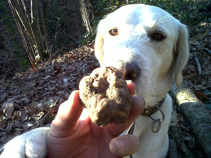 From Turin: Half-Day Truffle Hunting and Lunch in Piedmont - Just The Basics