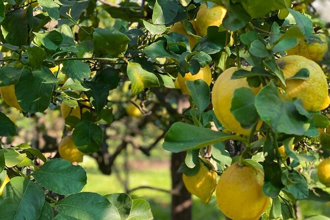 Guided Tour of a Historic Lemon Grove in Sorrento - Just The Basics