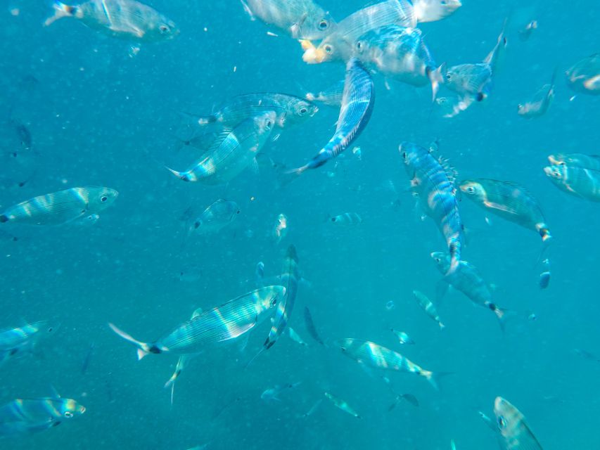 Medulin: Private Glass Bottom Boat Tour to Levan Island - Just The Basics