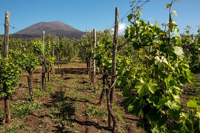 Pompeii With Wine Tasting and Lunch From Naples - Just The Basics