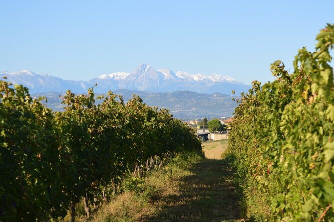 Private Food and Wine Tour in the Cellar With Tastings - Just The Basics