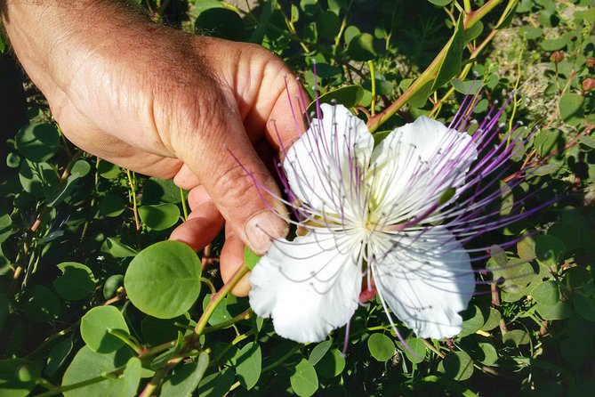 Salina Capers Tour - Just The Basics