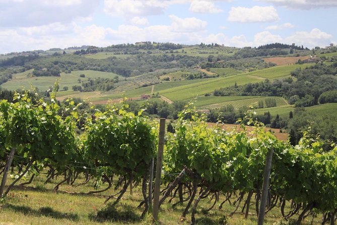 Supertuscan Wine Tour - Masterclass by a Wine Expert - Just The Basics