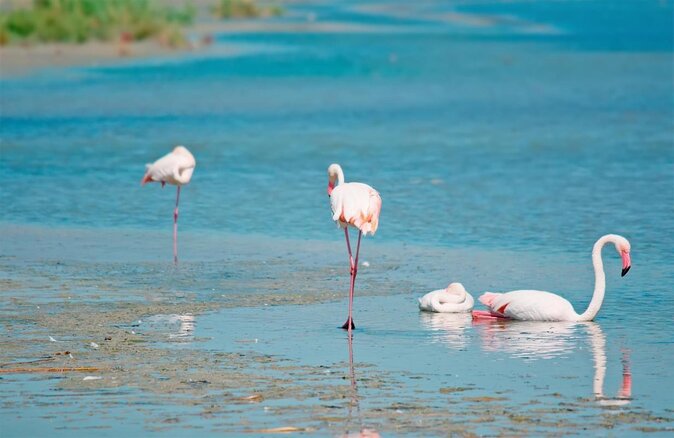 Tour in Ape Calessino (Tuk Tuk) 4 Districts + Poetto Beach + Pink Flamingos - Just The Basics