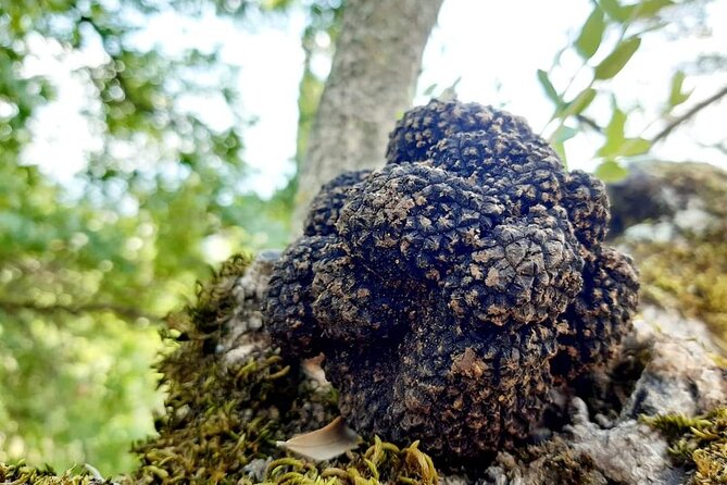 Truffle Hunting Experience in Assisi - Just The Basics